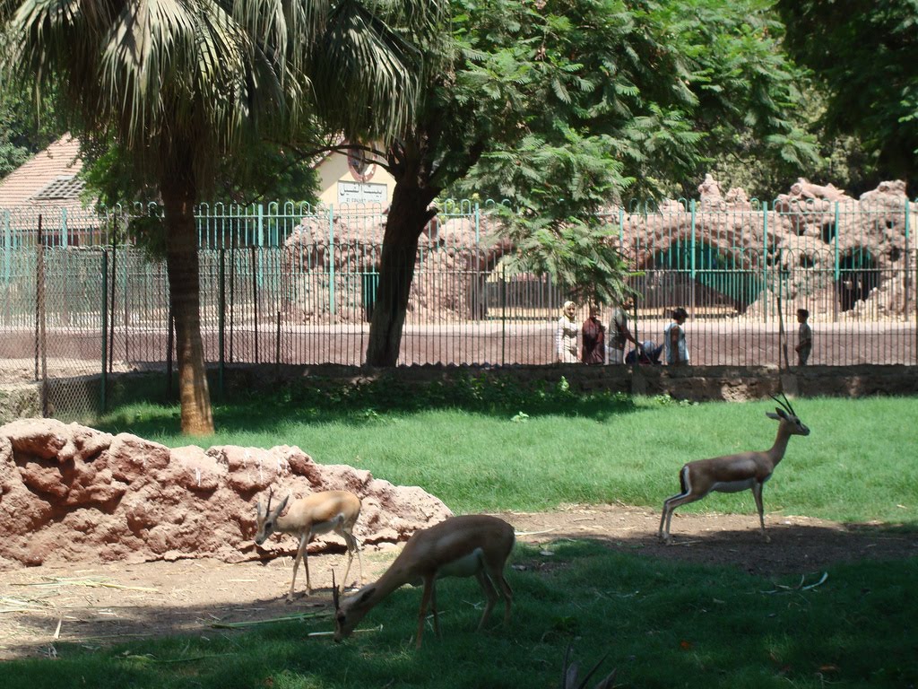 حديقة الحيوانات في القاهرة Cairo Zoo